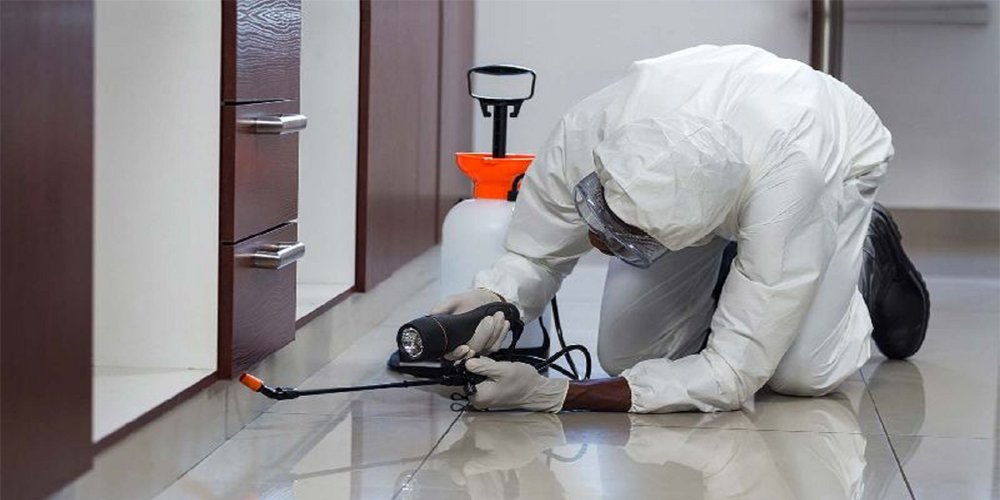 Pest & Termite Inspection Services — Early Detection & Property Protection on Marion Real Estate